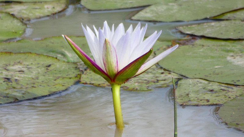 Water Lily Matobo.jpg